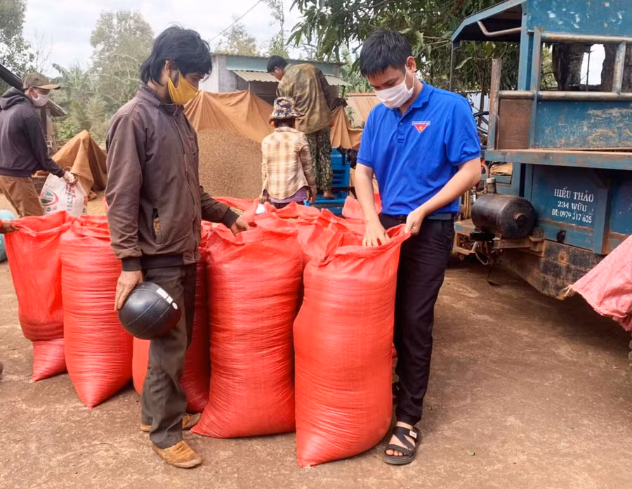 Đoàn xã Kdang hỗ trợ gia đình ông Lưu (làng Mrăh) thu hoạch nông sản.Ảnh: R’Ô HOK