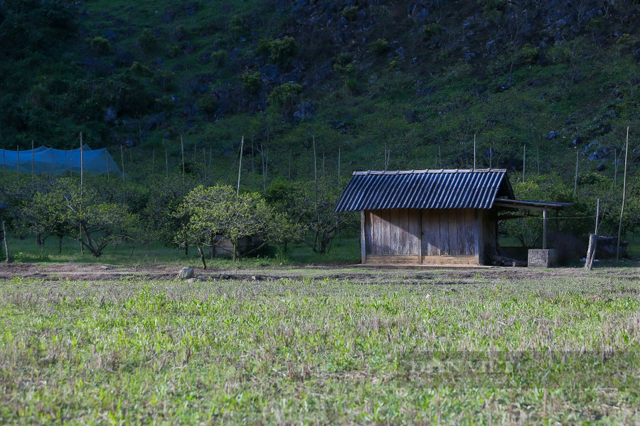 Là một hướng dẫn viên du lịch đã gắn bó nhiều năm với Mộc Châu, anh Hoàng Hải (Umove Adventure Travel) cho biết, hiện tại nhiều khách du lịch đang có xu hướng muốn trải nghiệm các cung đường đi qua các thung lũng ở Mộc Châu để khám phá và trải nghiệm những điều mới mẻ và hoà mình vào thiên nhiên đất trời tại đây. 