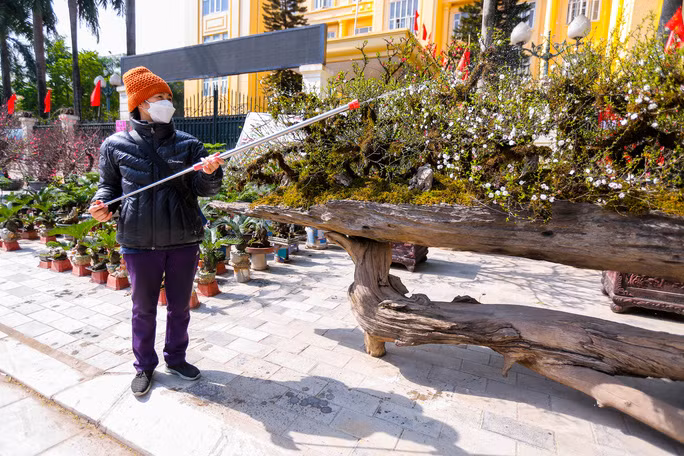  Bà Hoa thường xuyên tưới nước để giữ độ ẩm cho cây