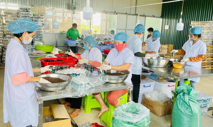 Liên kết sản xuất đang là hướng đi bền vững của nhiều HTX. Ảnh: Vũ Thảo Liên kết sản xuất đang là hướng đi bền vững của nhiều HTX. Ảnh: Vũ Thảo