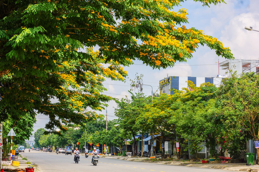 Phố sưa ở Tam Kỳ. Ảnh: Phương Thảo Phố sưa ở Tam Kỳ. Ảnh: Phương Thảo