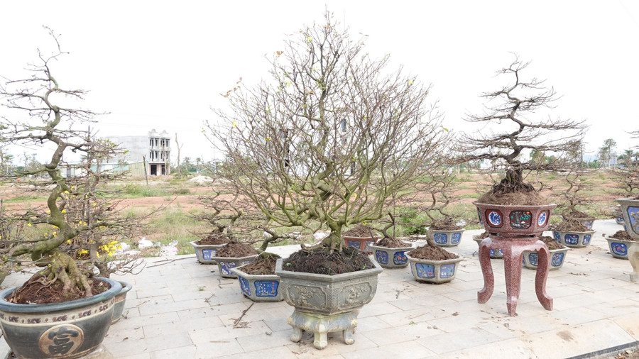 Mai bán cho thị trường miền Trung và miền Nam vừa ra nụ. Ảnh: Hoàng Trọng