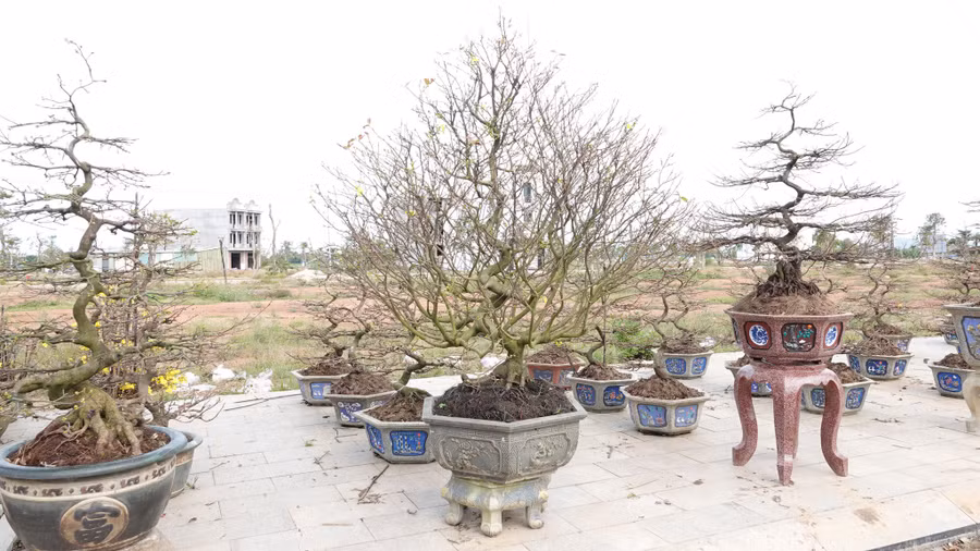 Mai bán cho thị trường miền Trung và miền Nam vừa ra nụ. Ảnh: Hoàng Trọng