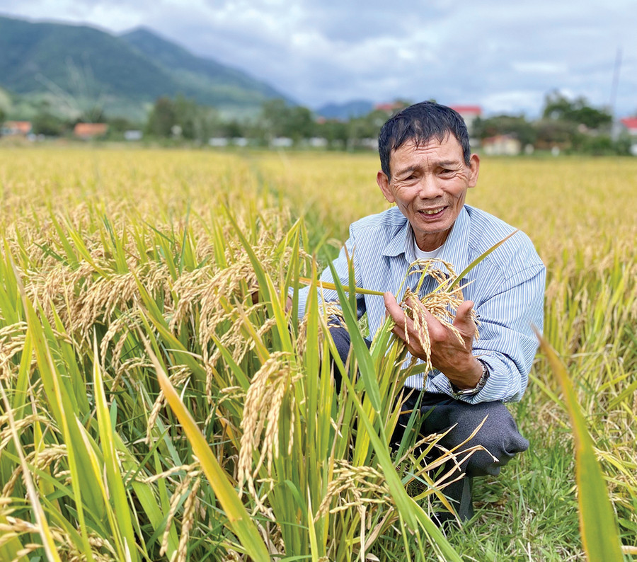 Ông Nguyễn Văn Đồng (làng Stơr, xã Tơ Tung, huyện Kbang) phấn khởi bên ruộng lúa tươi tốt. Ảnh: Mộc Trà