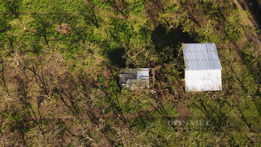  Đến với bản Phiêng Cành, du khách có thể thấy những ngôi nhà trình tường mang nét kiến trúc nhà cổ của người Mông ẩn hiện mờ ảo trong sương, xa xa là những thảm hoa mận nở trắng bạt ngàn sườn đồi tạo nên khung cảnh đẹp mê hồn như chốn bồng lai tiên cảnh.