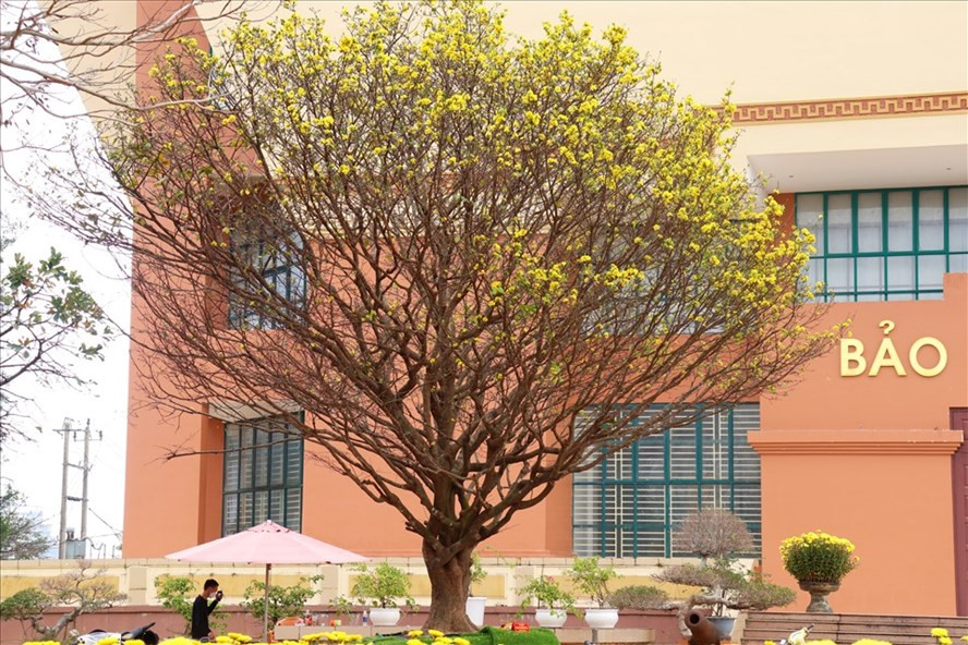 Cây hoàng mai cổ thủ của anh Dũng chiếm trọn 1 góc tại Bảo tàng Quảng Bình. Ảnh: H.L Cây hoàng mai cổ thủ của anh Dũng chiếm trọn 1 góc tại Bảo tàng Quảng Bình. Ảnh: H.L