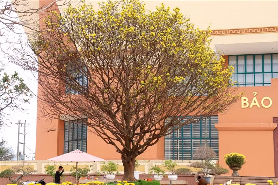 Cây hoàng mai cổ thủ của anh Dũng chiếm trọn 1 góc tại Bảo tàng Quảng Bình. Ảnh: H.L Cây hoàng mai cổ thủ của anh Dũng chiếm trọn 1 góc tại Bảo tàng Quảng Bình. Ảnh: H.L