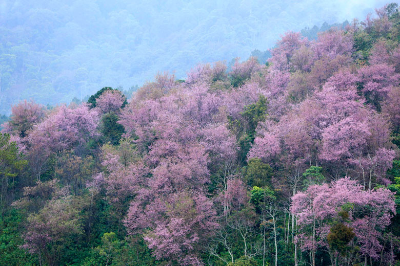 5 Dù vậy, những cây Mai anh đào cổ thụ vẫn là tâm điểm thu hút du khách bởi hàng trăm cây mọc sát nhau, cổ đến nỗi thân bạc trắng, nhưng bông nở rực, sum suê cả một vạt rừng. 5 Dù vậy, những cây Mai anh đào cổ thụ vẫn là tâm điểm thu hút du khách bởi hàng trăm cây mọc sát nhau, cổ đến nỗi thân bạc trắng, nhưng bông nở rực, sum suê cả một vạt rừng.