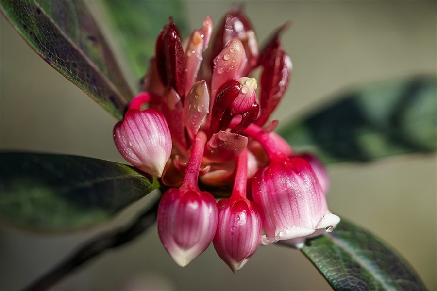 Đào chuông tinh khôi khoe từng chùm rực rỡ sắc hồng. Ảnh: Phạm Phùng