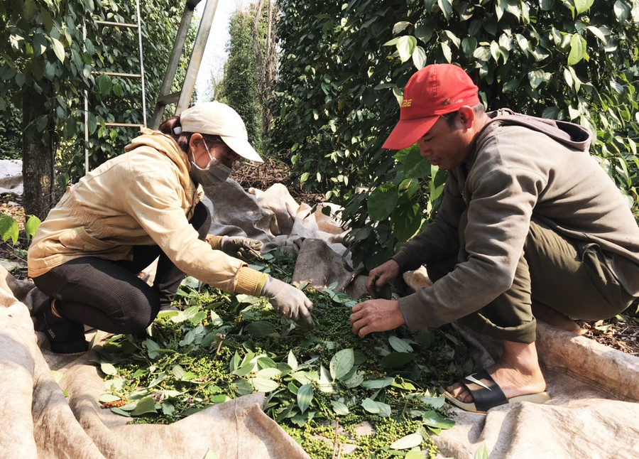 Người dân xã Quảng Hiệp, huyện Cư M’Gar, Đắk Lắk thu hoạch tiêu. Ảnh: Duy Hậu. Người dân xã Quảng Hiệp, huyện Cư M’Gar, Đắk Lắk thu hoạch tiêu. Ảnh: Duy Hậu.