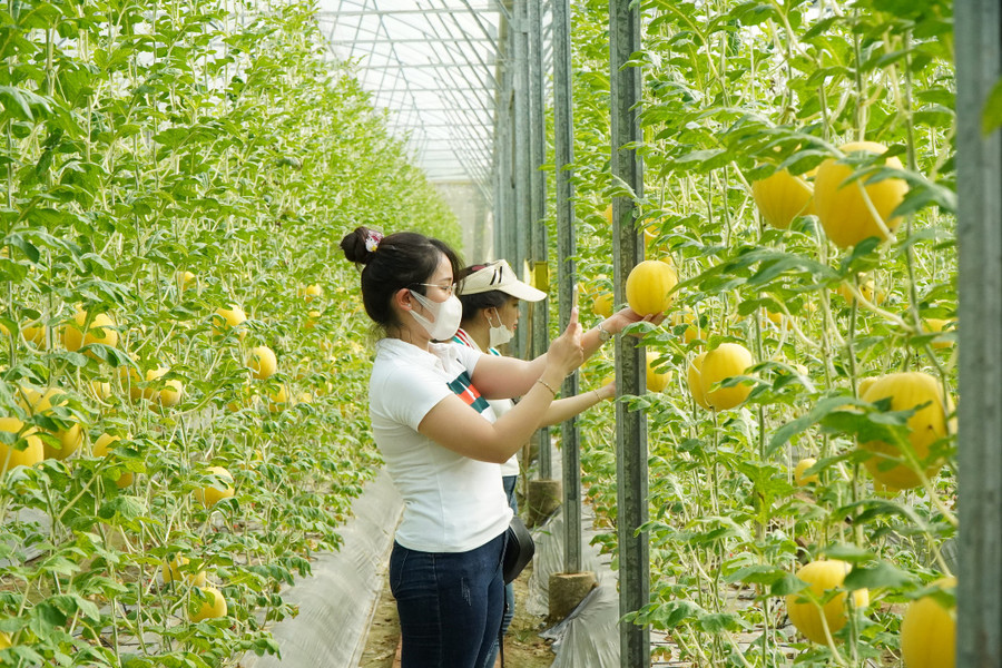 Bạn trẻ say sưa chụp ảnh dưa vàng. Ảnh: Xuân Phúc