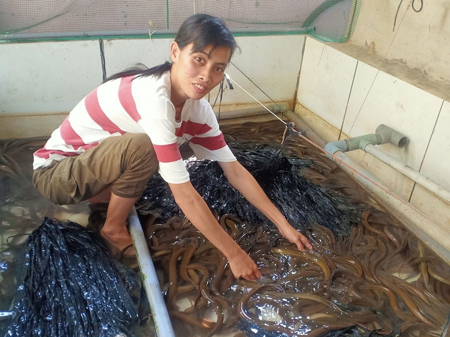 Chị Phương kiểm tra nguồn nước và chăm sóc lươn thịt. Ảnh: Xuân Phúc Chị Phương kiểm tra nguồn nước và chăm sóc lươn thịt. Ảnh: Xuân Phúc