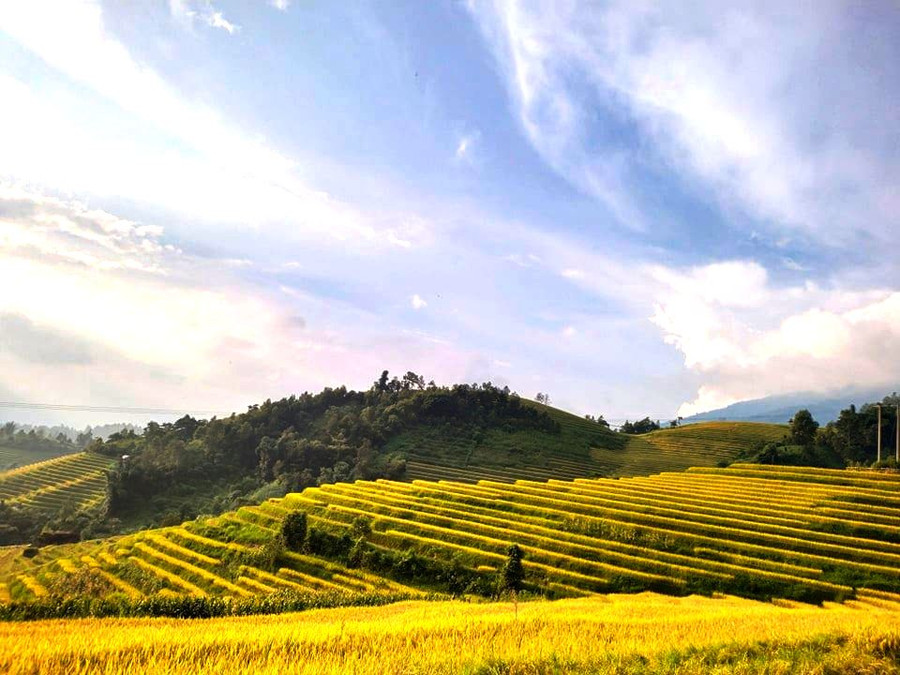Ruộng bậc thang Xím Vàng tràn ngập sắc vàng vào mùa thu.