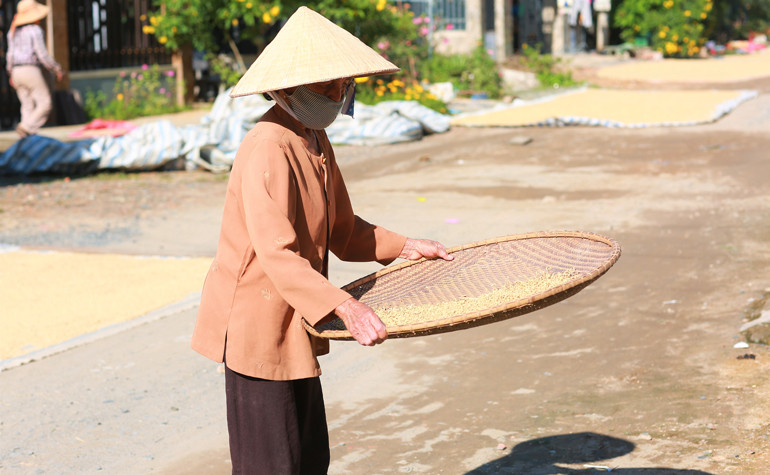 Bà con Tày, Nùng ở Đạ Tẻh lựa chọn giống nếp quýt, sau đó phơi khô rồi đóng bao để chuẩn bị giống cho cho vụ đông – xuân 2021 – 2022