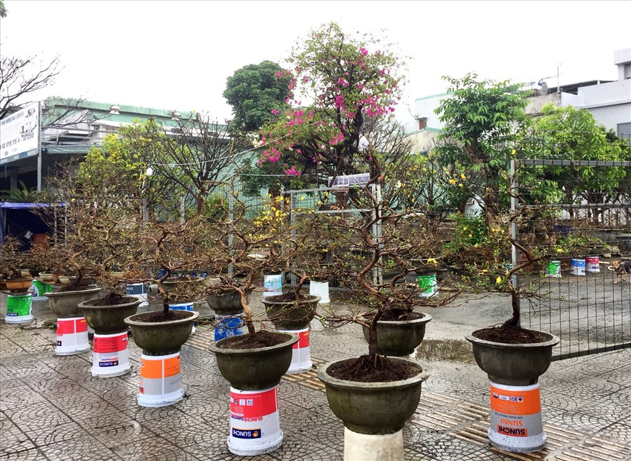 Do ảnh hưởng dịch COVID-19, nhiều người chọn giá mai tầm trung để mua.