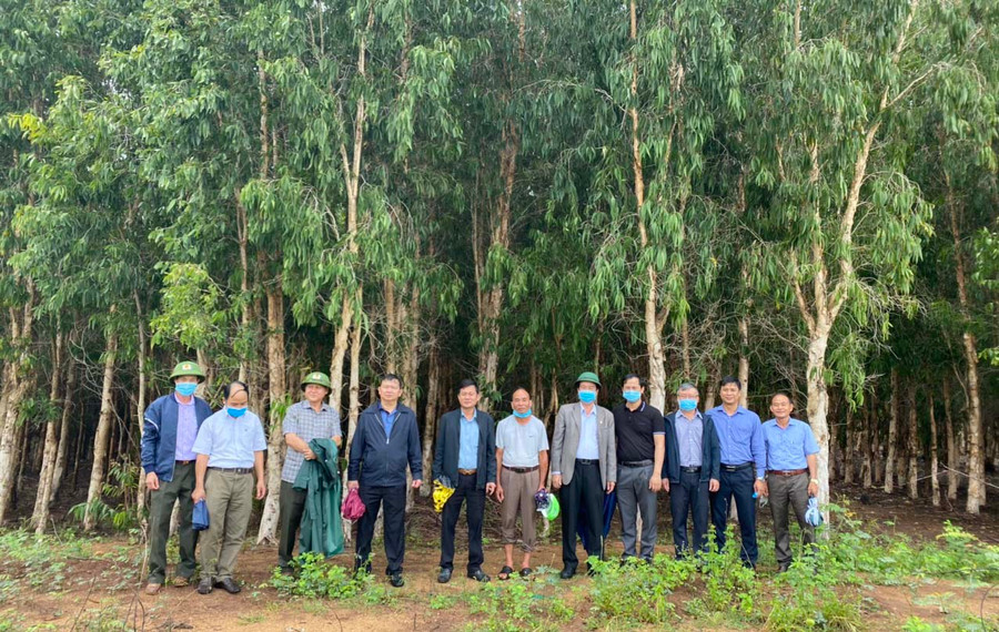 Lãnh đạo Sở Nông nghiệp và PTNT kiểm tra rừng trồng bán ngập tại huyện Chư Păh. Ảnh: Nguyễn Diệp