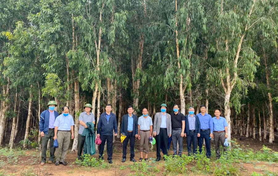 Lãnh đạo Sở Nông nghiệp và PTNT kiểm tra rừng trồng bán ngập tại huyện Chư Păh. Ảnh: Nguyễn Diệp