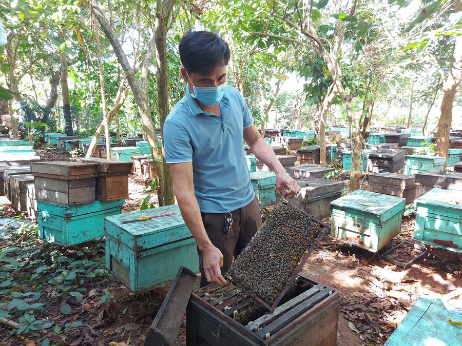 Mật ong hoa cà phê là sản phẩm chính của cơ sở kinh doanh mật ong Hoàng Huynh (phường Phù Đổng, TP. Pleiku). Ảnh: Thiên Di
