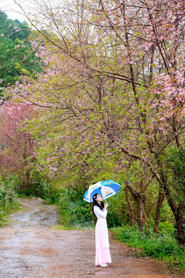 Nhiều người dân vùng Đan Kia cho biết, cây bây giờ không nhiều và dày như ngày trước vì rừng đã bị bà con phát bớt làm rẫy. Nhưng, rừng Mai anh đào vẫn mang vẻ kỳ thú và cuốn hút không ngờ. Nhiều người dân vùng Đan Kia cho biết, cây bây giờ không nhiều và dày như ngày trước vì rừng đã bị bà con phát bớt làm rẫy. Nhưng, rừng Mai anh đào vẫn mang vẻ kỳ thú và cuốn hút không ngờ.