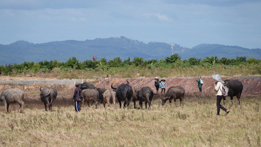 Mùa đã vãn, nhiều người dân tranh thủ chăn trâu ở trên đồng trước khi vào mùa khô Mùa đã vãn, nhiều người dân tranh thủ chăn trâu ở trên đồng trước khi vào mùa khô