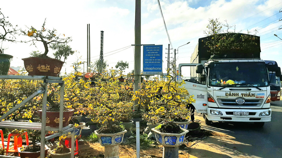 Thương lái thuê xe tải đến mua mai để vận chuyển ra ngoài tỉnh. Ảnh: Minh Lê Thương lái thuê xe tải đến mua mai để vận chuyển ra ngoài tỉnh. Ảnh: Minh Lê