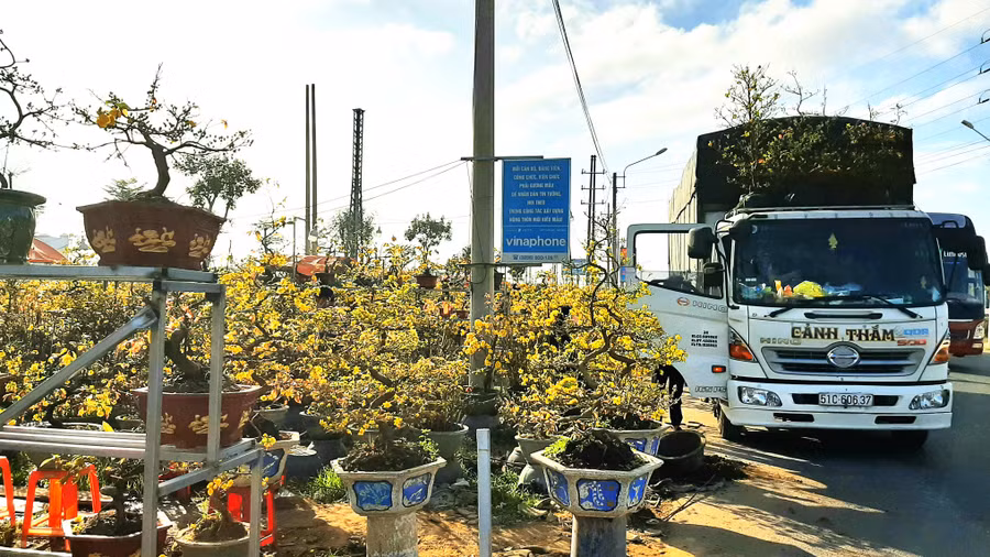 Thương lái thuê xe tải đến mua mai để vận chuyển ra ngoài tỉnh. Ảnh: Minh Lê