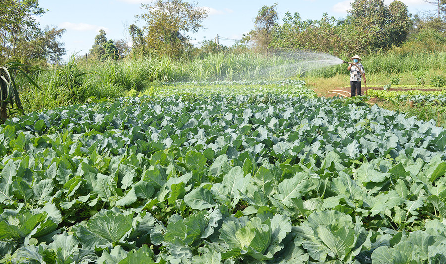Gia đình anh Nguyễn Duy Linh (thôn 6, thị trấn Chư Prông) vay vốn Dự án ARISE để đầu tư trồng rau gối vụ. Ảnh: Anh Huy Gia đình anh Nguyễn Duy Linh (thôn 6, thị trấn Chư Prông) vay vốn Dự án ARISE để đầu tư trồng rau gối vụ. Ảnh: Anh Huy