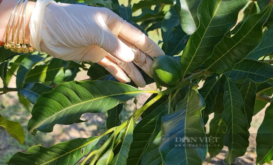 Với những cây vú sữa hoàng kim lớn, số lượng trái sẽ được để càng nhiều và ngược lại. Ảnh: Văn Long.