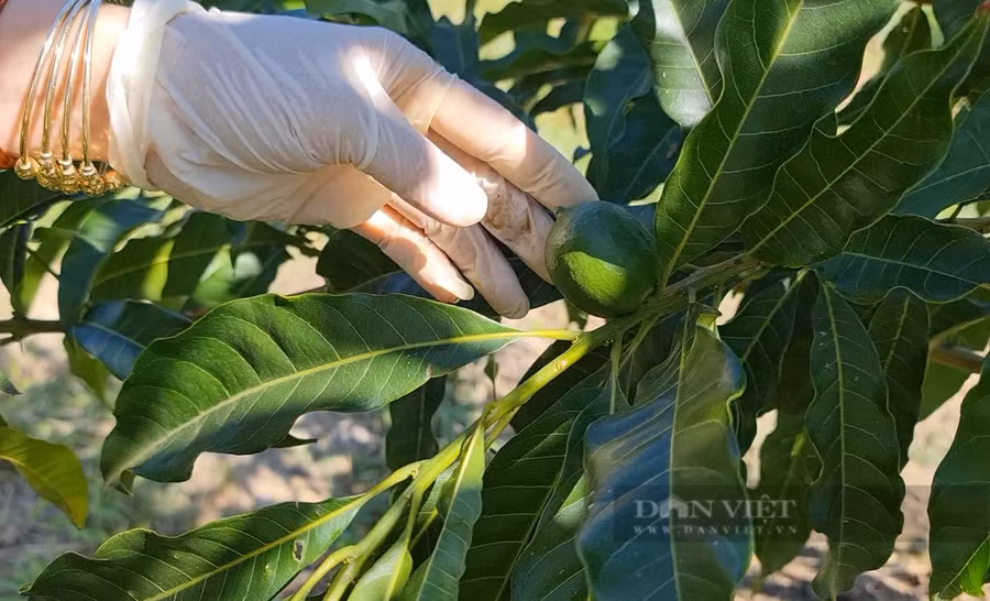 Với những cây vú sữa hoàng kim lớn, số lượng trái sẽ được để càng nhiều và ngược lại. Ảnh: Văn Long.