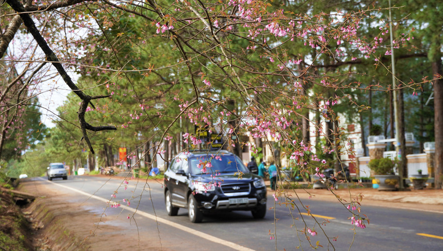 Mai anh đào bung lụa bên đường. Ảnh: TV Mai anh đào bung lụa bên đường. Ảnh: TV