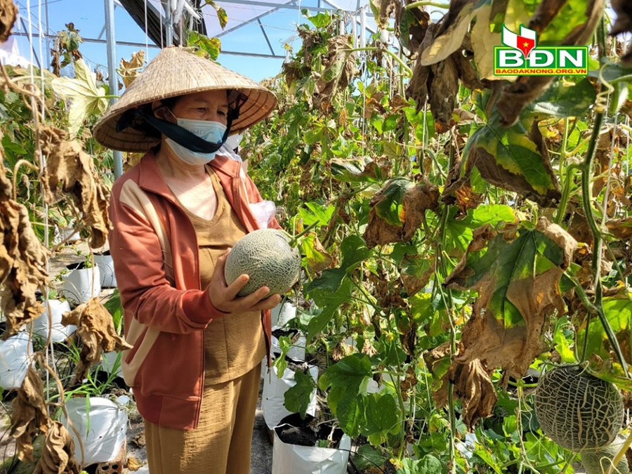 Dưa lưới được trồng theo công nghệ cao