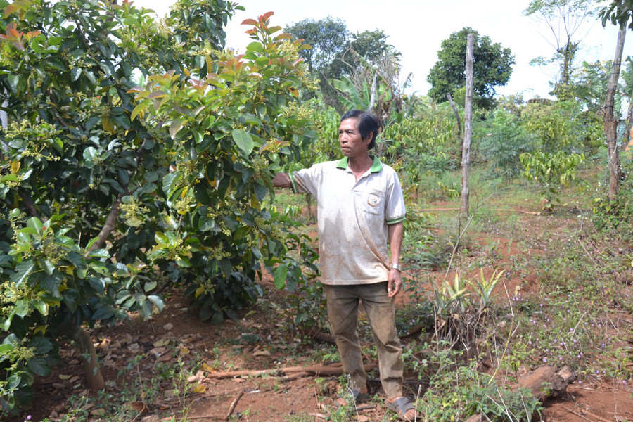 Ông Rah Lan Thạch (làng Hăng Ring, thị trấn Chư Sê) bên vườn bơ của gia đình. Ảnh: Hoàng Cư