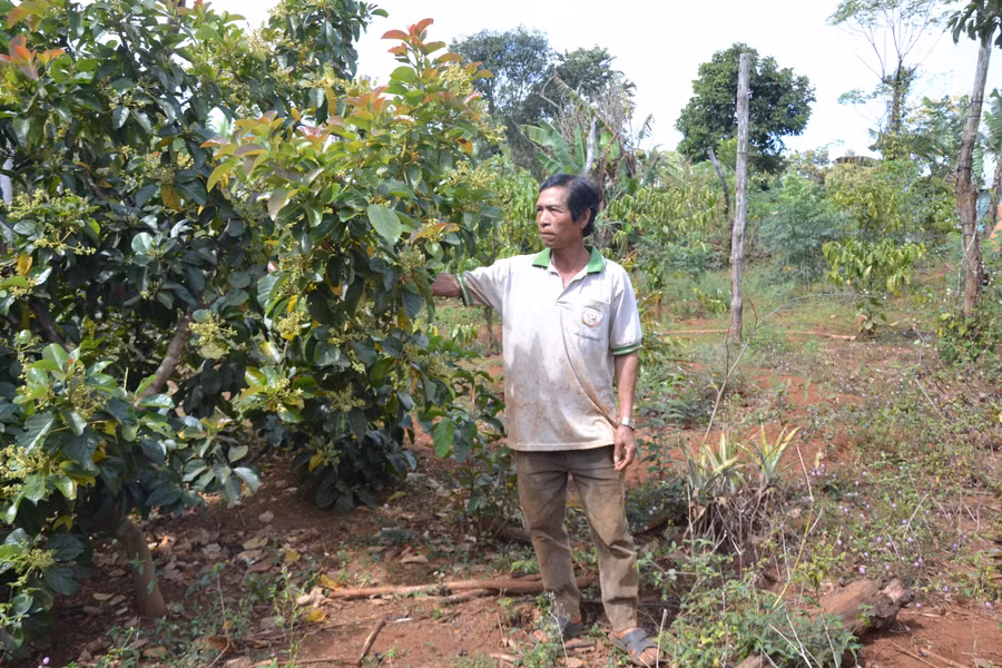 Ông Rah Lan Thạch (làng Hăng Ring, thị trấn Chư Sê) bên vườn bơ của gia đình. Ảnh: Hoàng Cư