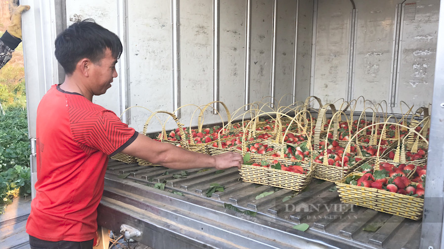 Các nhà vườn dâu tây tại xã Cò Nòi, huyện Mai Sơn thú hái dâu tây để giao cho khách. Ảnh: Văn Ngọc