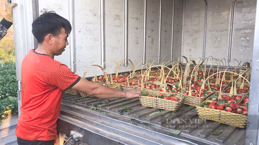 Các nhà vườn dâu tây tại xã Cò Nòi, huyện Mai Sơn thú hái dâu tây để giao cho khách. Ảnh: Văn Ngọc