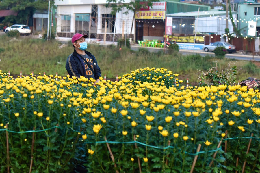 Năm nay, do lo ngại dịch bệnh ảnh hưởng đến nguồn thu nhập trong dân nên các nhà vườn không dám trồng nhiều. Ảnh