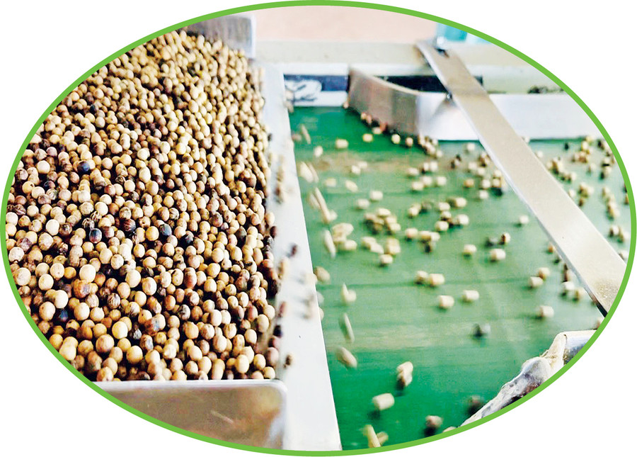  Máy tách màu nông sản do anh Trương Việt Cường sáng chế có thể phân loại 70 kg hạt tiêu/giờ. Ảnh: Thảo Nguyên