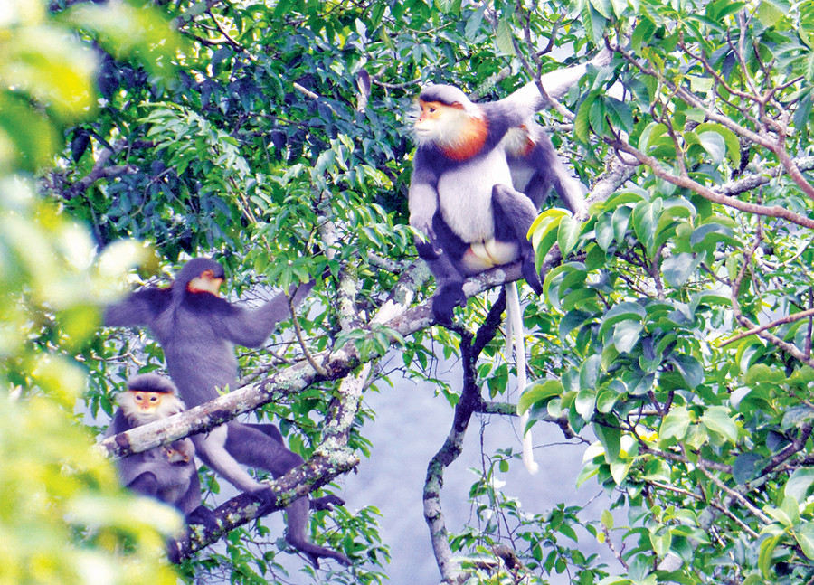 Một đàn voọc chà vá chân xám ở Khu dự trữ sinh quyển thế giới cao nguyên Kon Hà Nừng. Ảnh: Nguyễn Ái Tâm FZS Một đàn voọc chà vá chân xám ở Khu dự trữ sinh quyển thế giới cao nguyên Kon Hà Nừng. Ảnh: Nguyễn Ái Tâm FZS