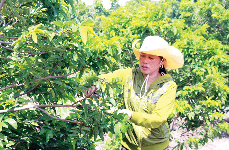 Những năm gần đây, người dân Kông Chro mạnh dạn chuyển đổi sang trồng cây ăn quả, đem lại giá trị kinh tế cao. Ảnh: Hồng Thi