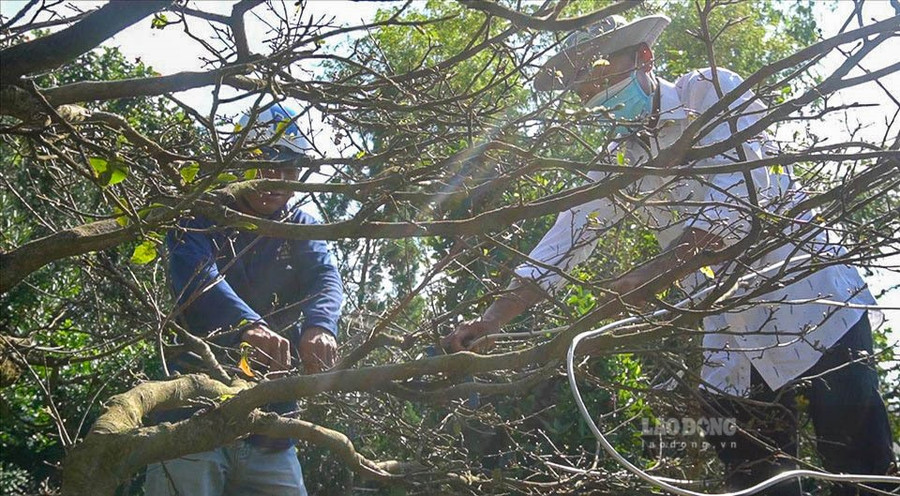  Những cây lớn cần tạo dáng phải sửa 2 đến 3 lần, mỗi lần cố định dáng khoảng 3 tháng rồi mở ra xem và tiếp tục cố định. Có khi từ lúc sửa đến lúc hoàn thành tác phẩm phải đến hơn 2 năm. 