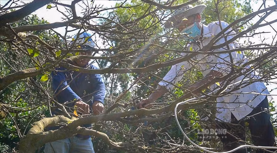  Những cây lớn cần tạo dáng phải sửa 2 đến 3 lần, mỗi lần cố định dáng khoảng 3 tháng rồi mở ra xem và tiếp tục cố định. Có khi từ lúc sửa đến lúc hoàn thành tác phẩm phải đến hơn 2 năm. 