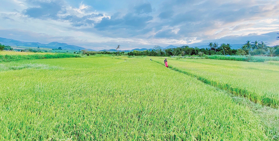 Vùng đất hoang hóa năm xưa giờ đây đã biến thành những cánh đồng lúa xanh mướt. Ảnh: Mộc Trà