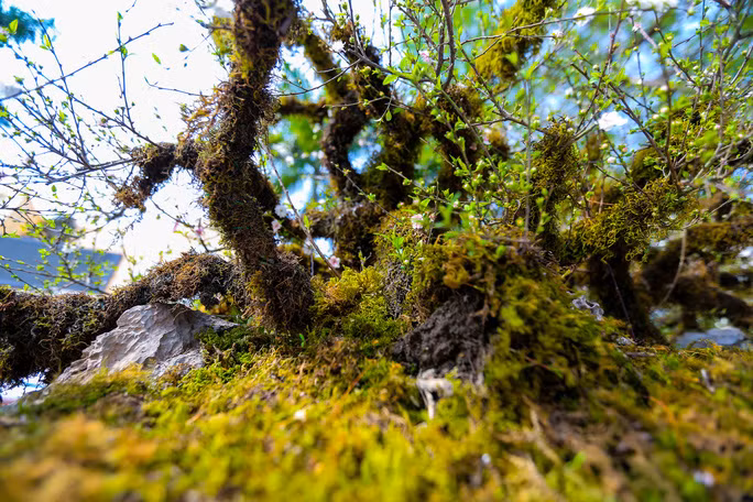 Thân gỗ lim dài gần 5 m được đặt trên kệ là một thân gỗ khác cao khoảng nửa mét có hình dáng giống con thuyền độc mộc để chứa đất, phân hữu cơ và các chất dinh dưỡng cần thiết cho cây