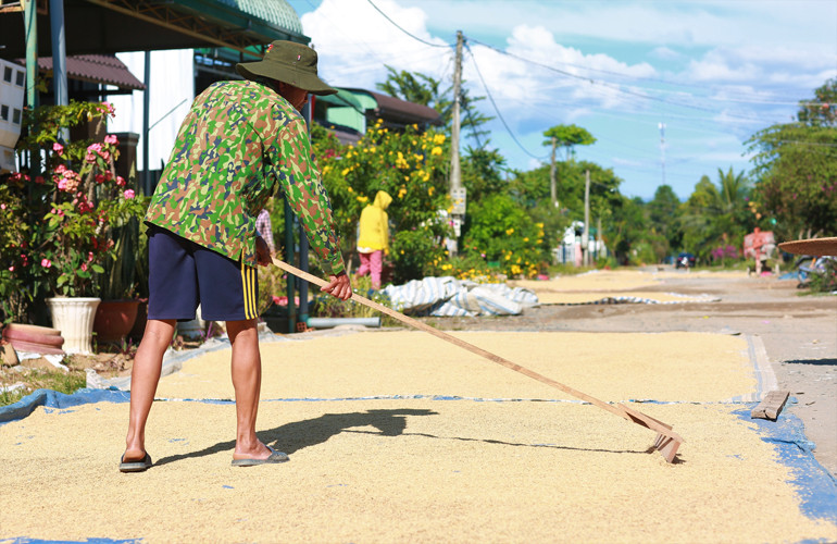 Bà con Tày, Nùng ở Đạ Tẻh lựa chọn giống nếp quýt, sau đó phơi khô rồi đóng bao để chuẩn bị giống cho cho vụ đông – xuân 2021 – 2022
