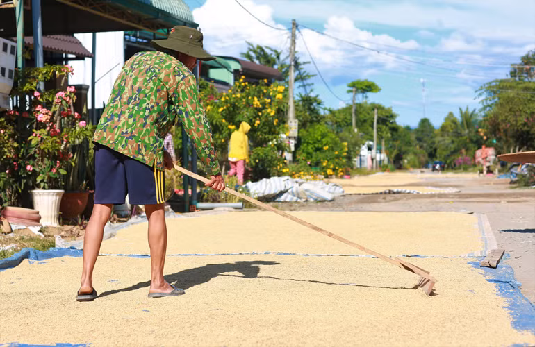 Bà con Tày, Nùng ở Đạ Tẻh lựa chọn giống nếp quýt, sau đó phơi khô rồi đóng bao để chuẩn bị giống cho cho vụ đông – xuân 2021 – 2022