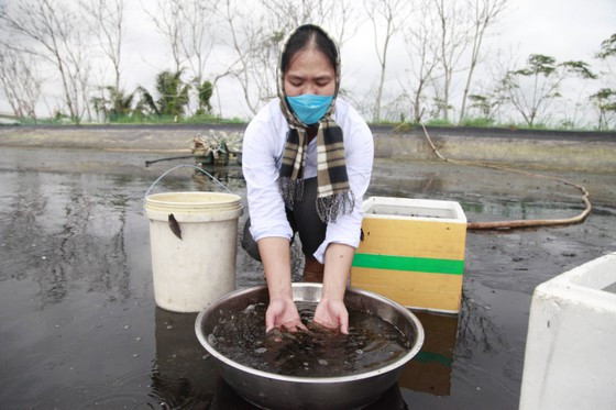 Mô hình nuôi cá bống cát được nhân rộng sẽ mở ra hướng phát triển kinh tế cho người dân đồng thời tái tạo nguồn lợi thủy sản. Ảnh: Nguyễn Trang