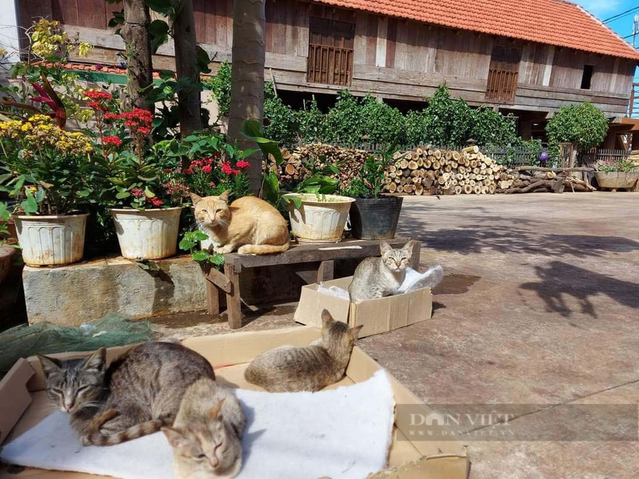 Những chú mèo xinh xắn của một gia đình tại Buôn Cô Thôn. Ảnh: Nhật Hà