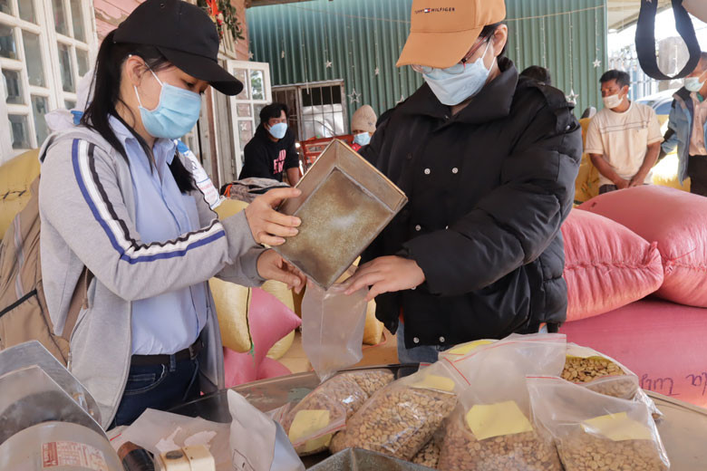 Các mẫu cà phê được lấy ngẫu nhiên của từng hộ để kiểm tra độ ẩm và chất lượng.