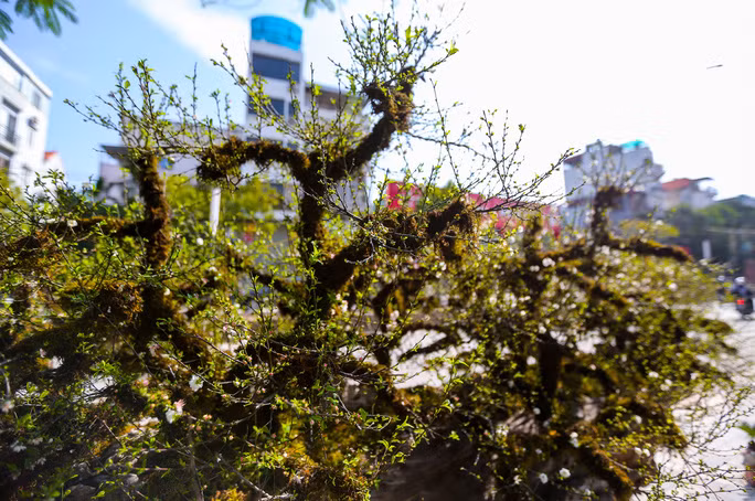  Thân cây được phủ kín rêu xanh. Anh Trường cho hay: 