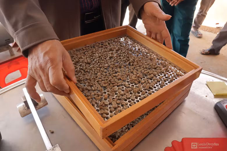 Mẫu cà phê ngẫu nhiên được xay và sàng tại chỗ để kiểm tra tỷ lệ hạt.